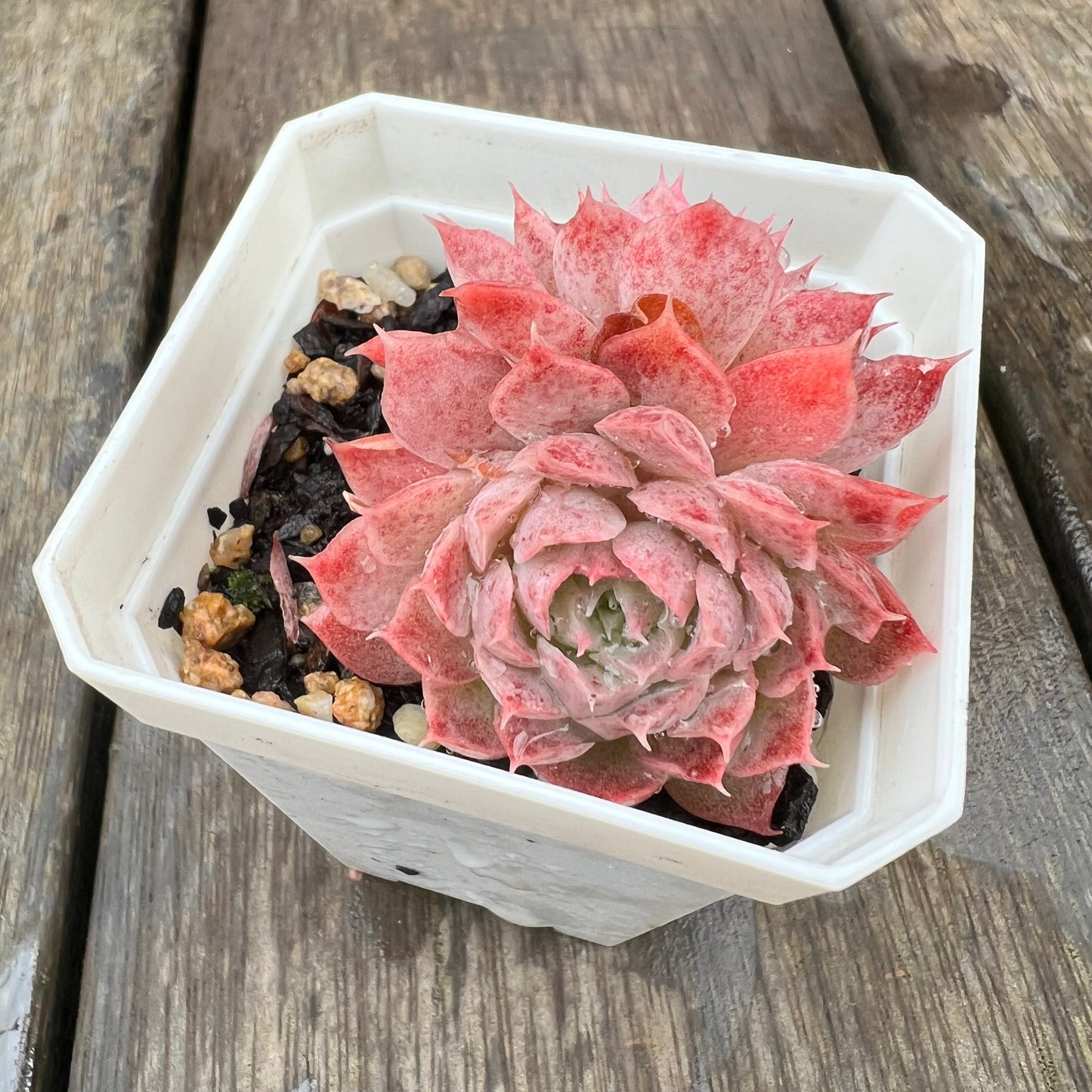 1607 Echeveria 'Red Hole' (doule)