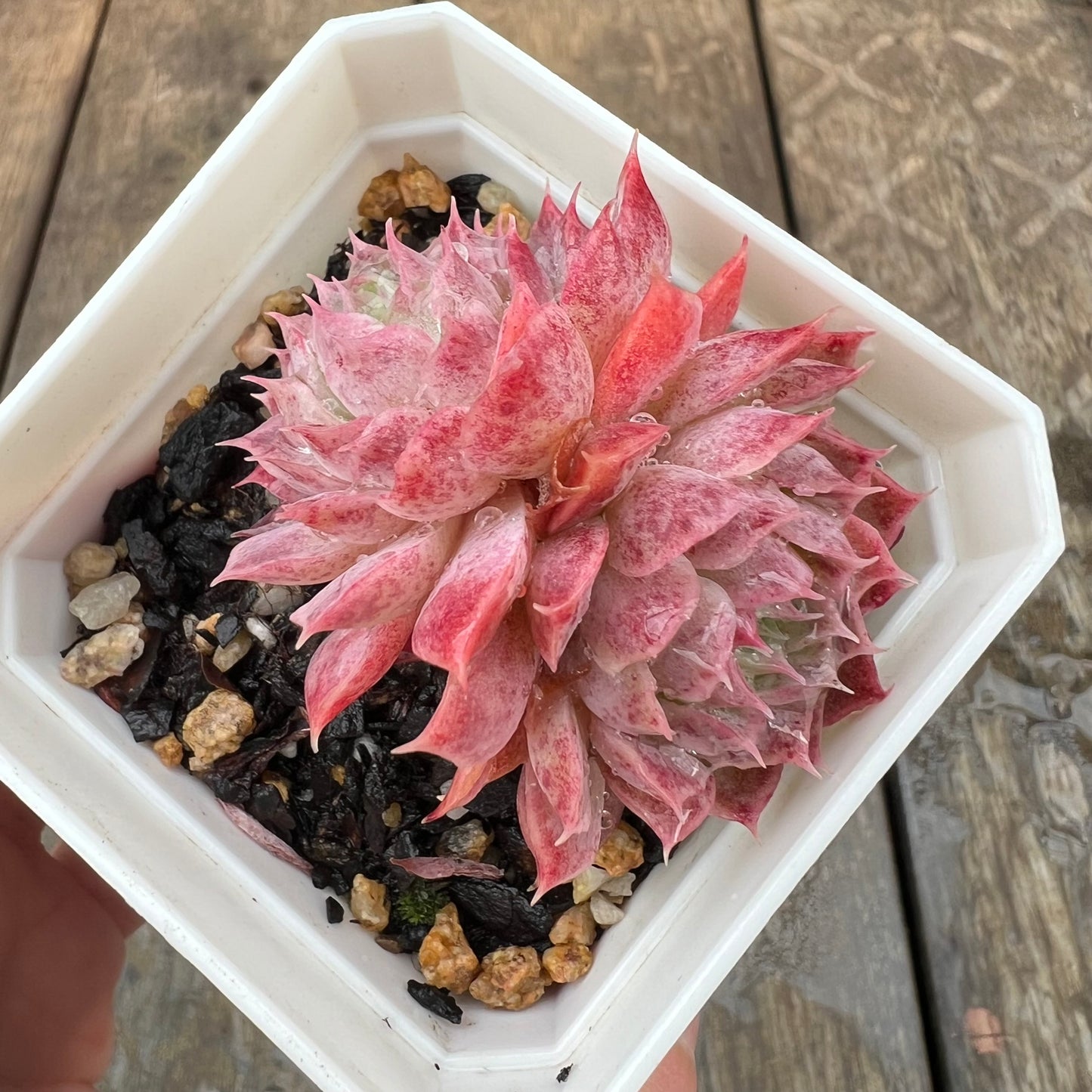 1607 Echeveria 'Red Hole' (doule)