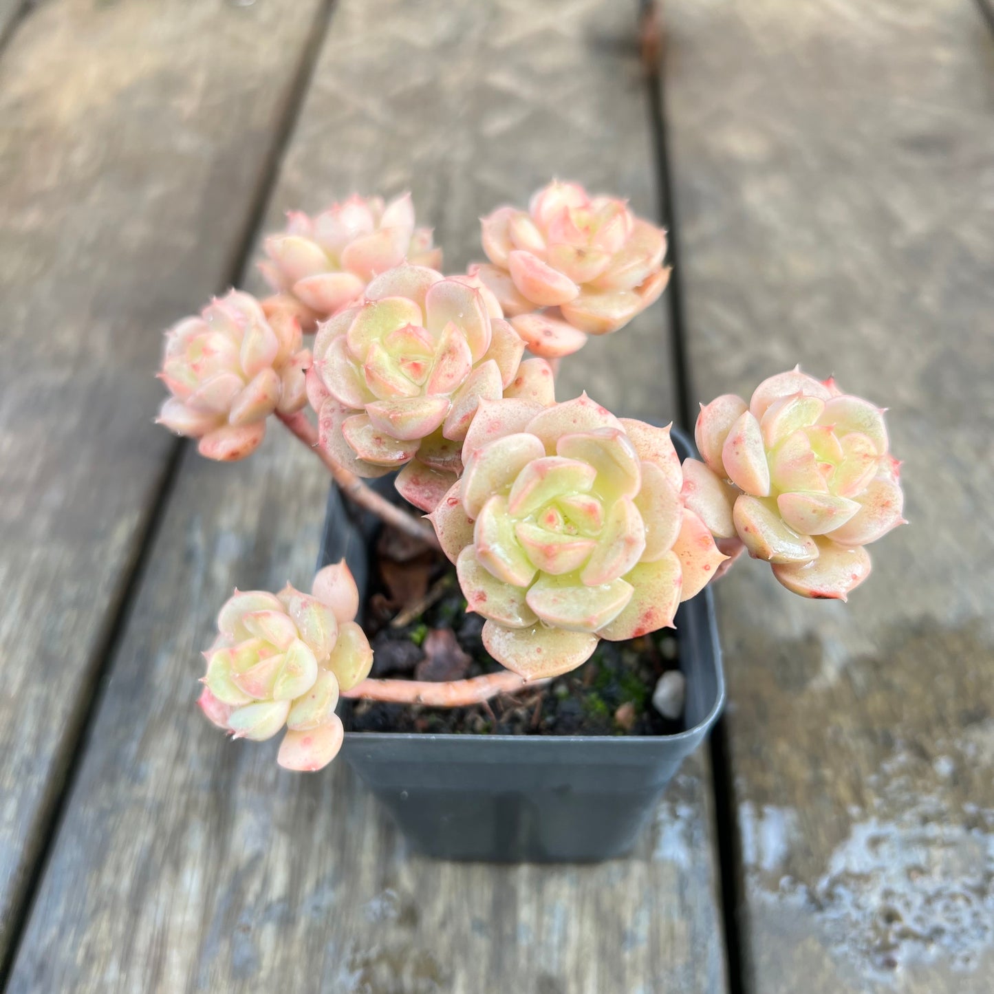 1607 Echeveria Semnan / Nicksana