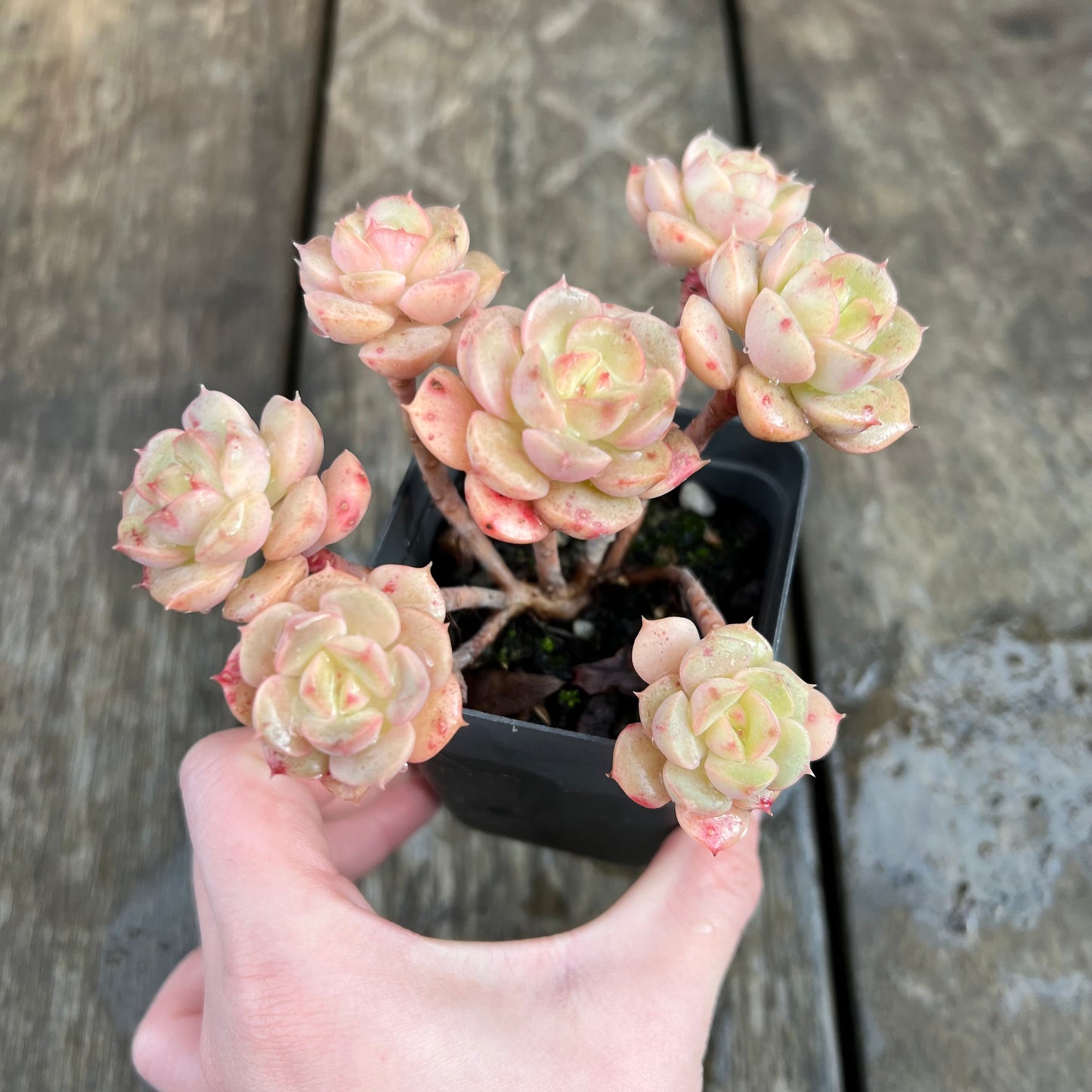 1607 Echeveria Semnan / Nicksana