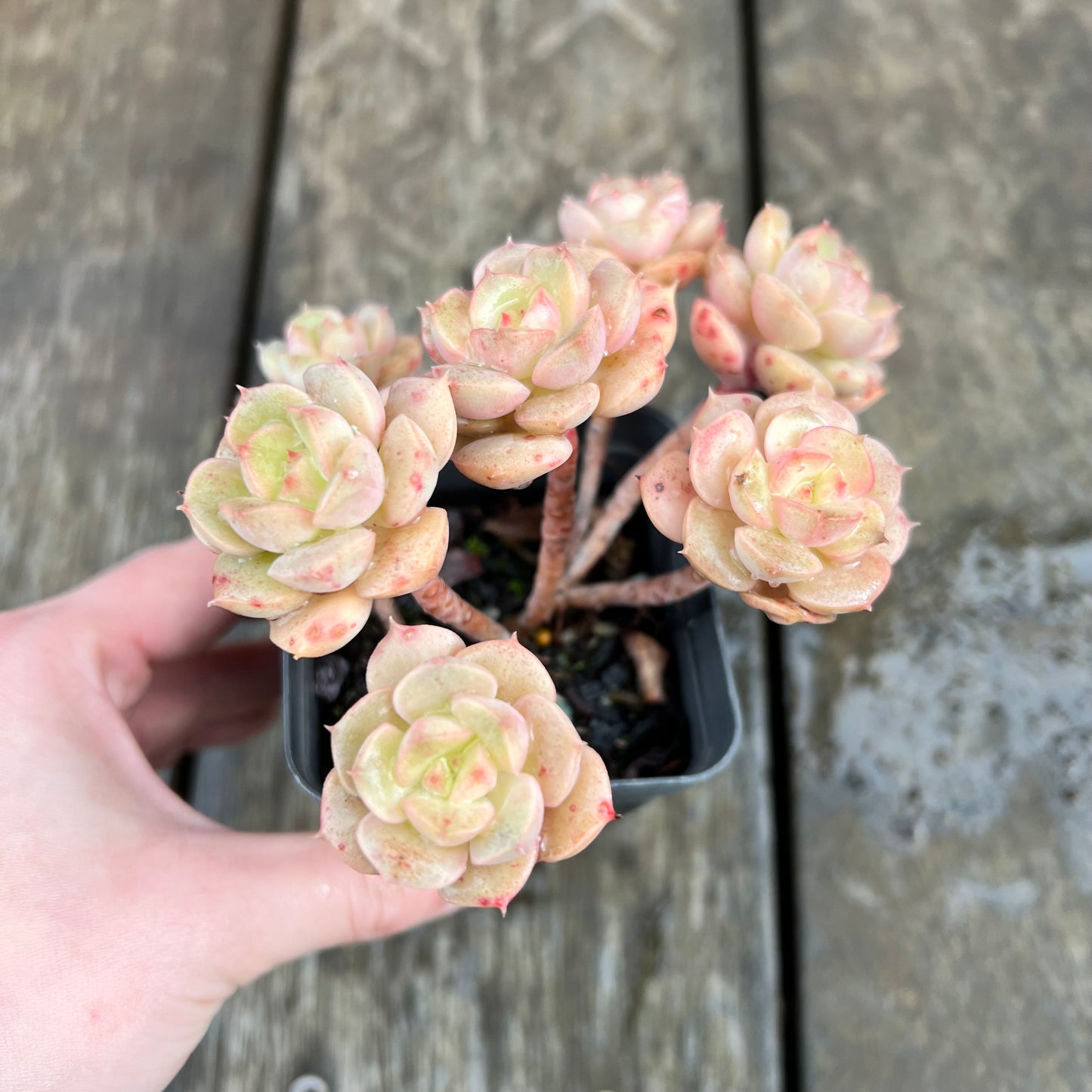 1607 Echeveria Semnan / Nicksana