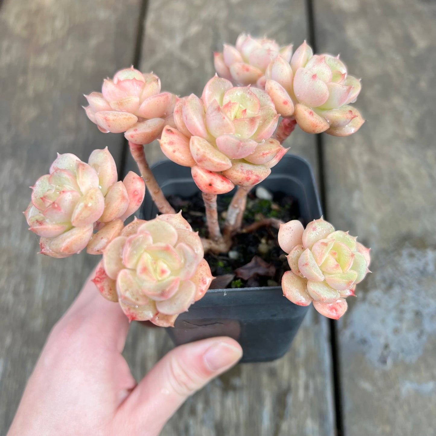 1607 Echeveria Semnan / Nicksana