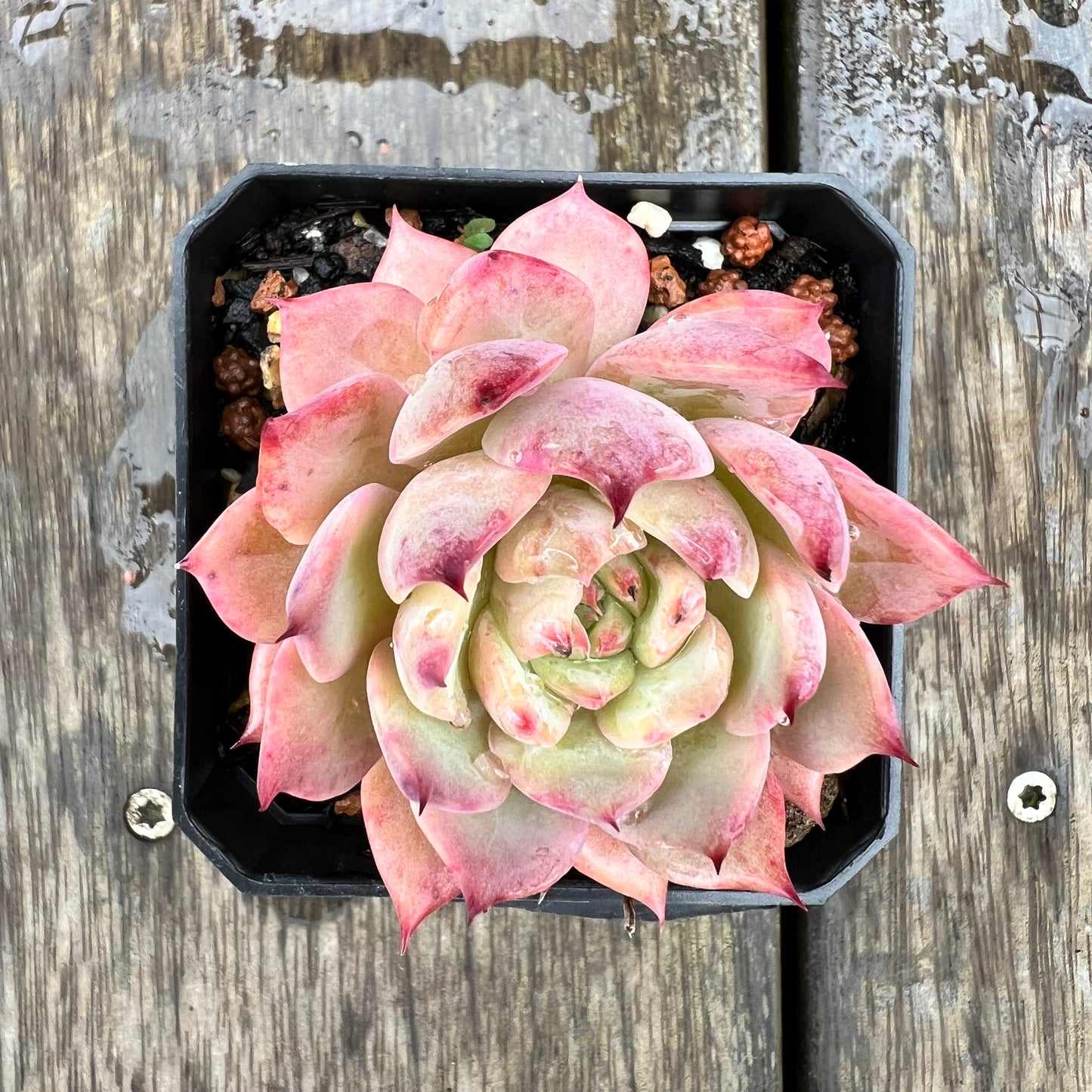 1607 Echeveria Tippy