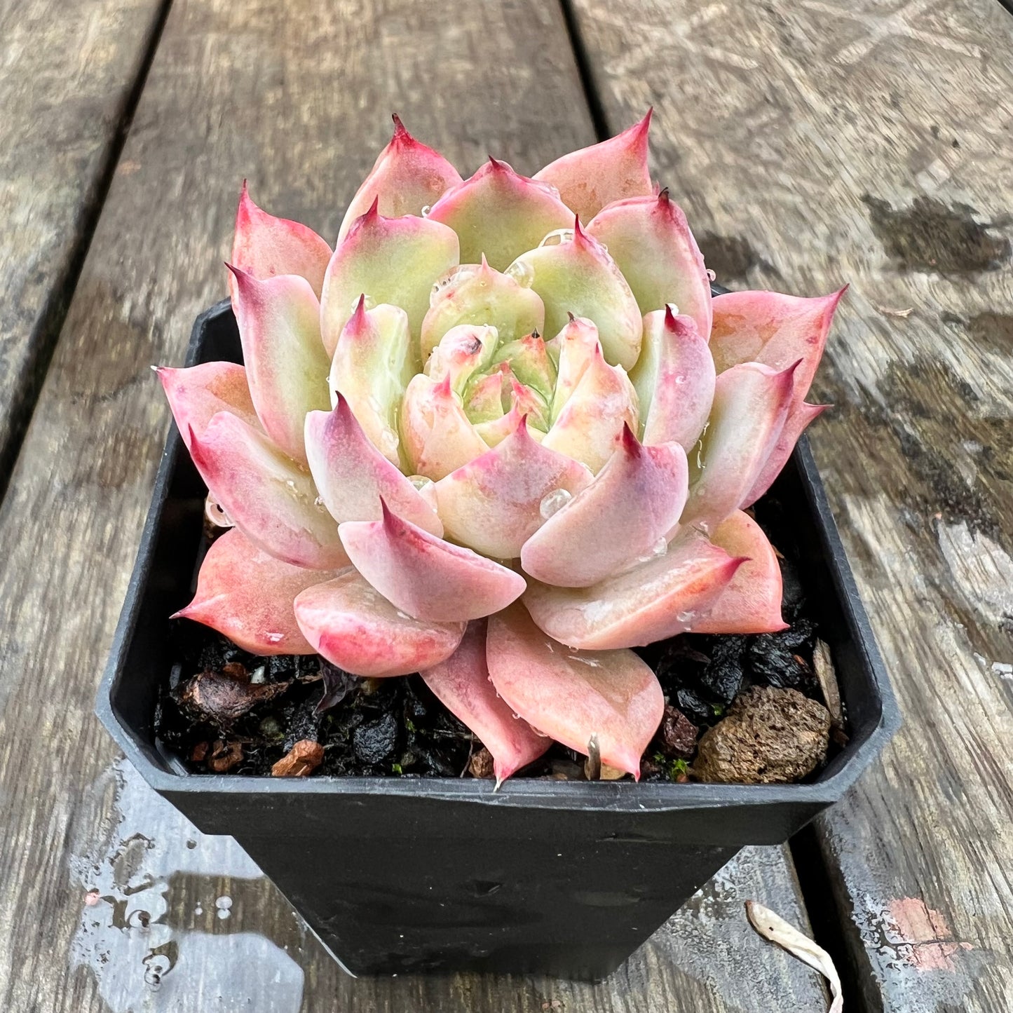 1607 Echeveria Tippy