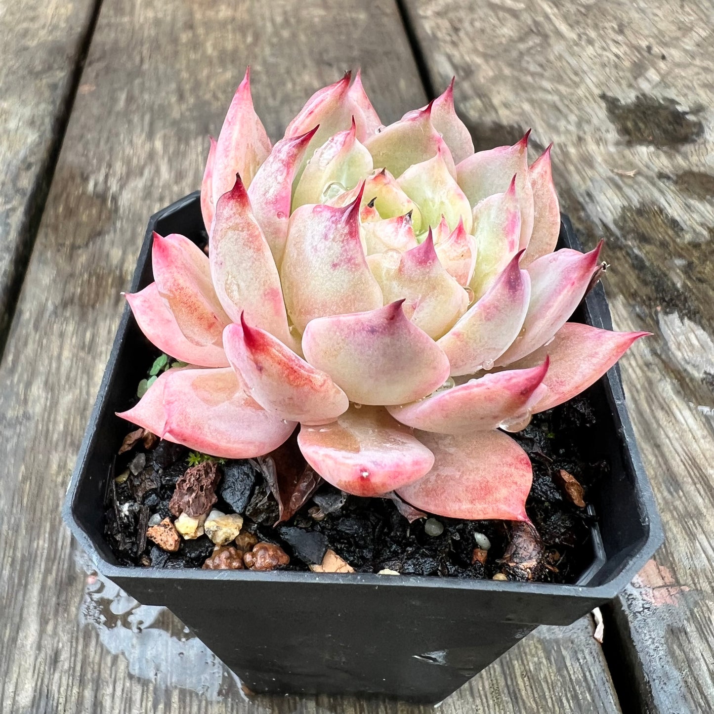 1607 Echeveria Tippy