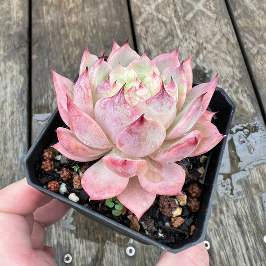 1607 Echeveria Tippy