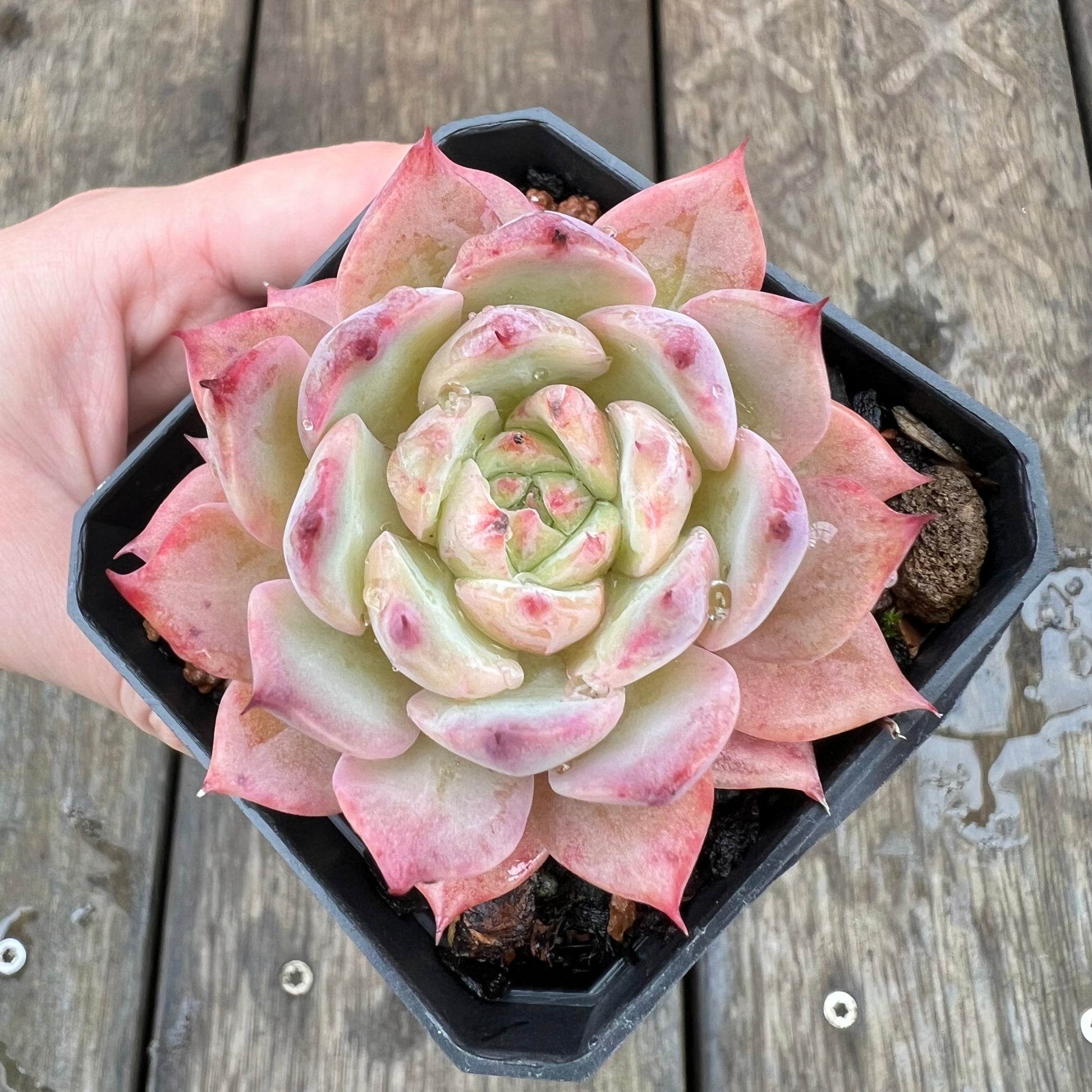 echeveria tippy pink succulent 1607 Echeveria Tippy