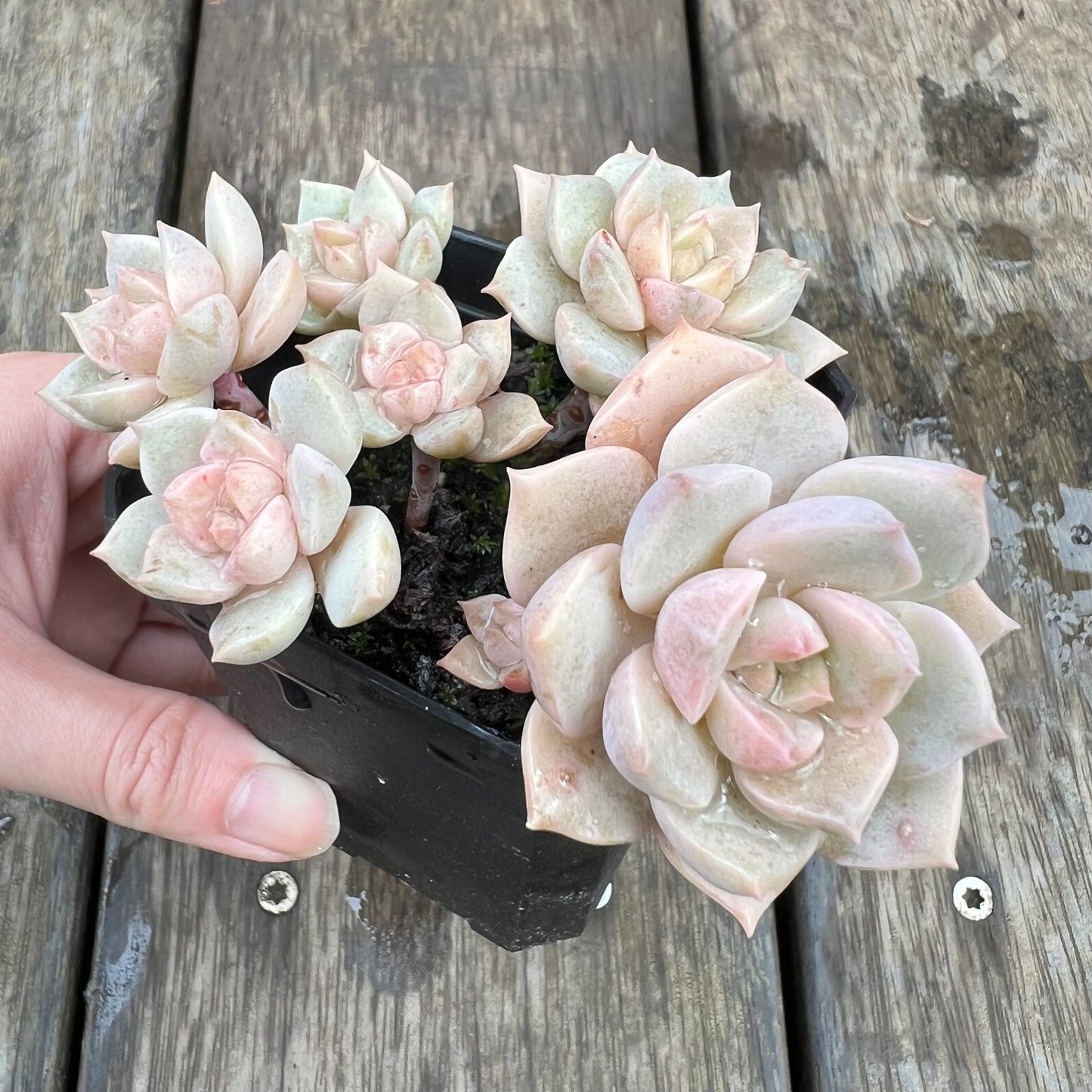 1607 Graptoveria Titubans