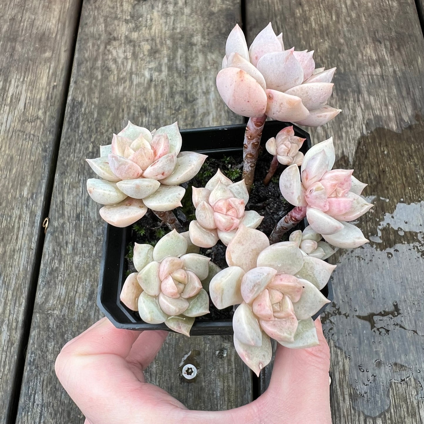 1607 Graptoveria Titubans