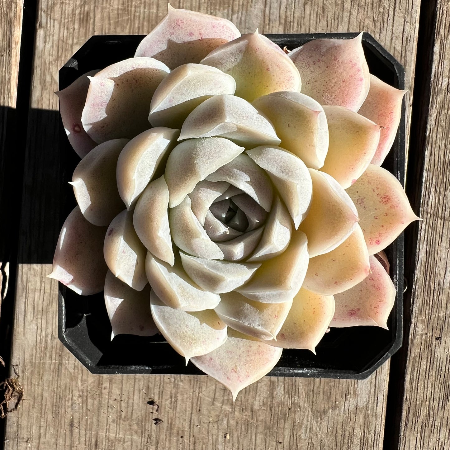 1607 Echeveria 'Mooncake'