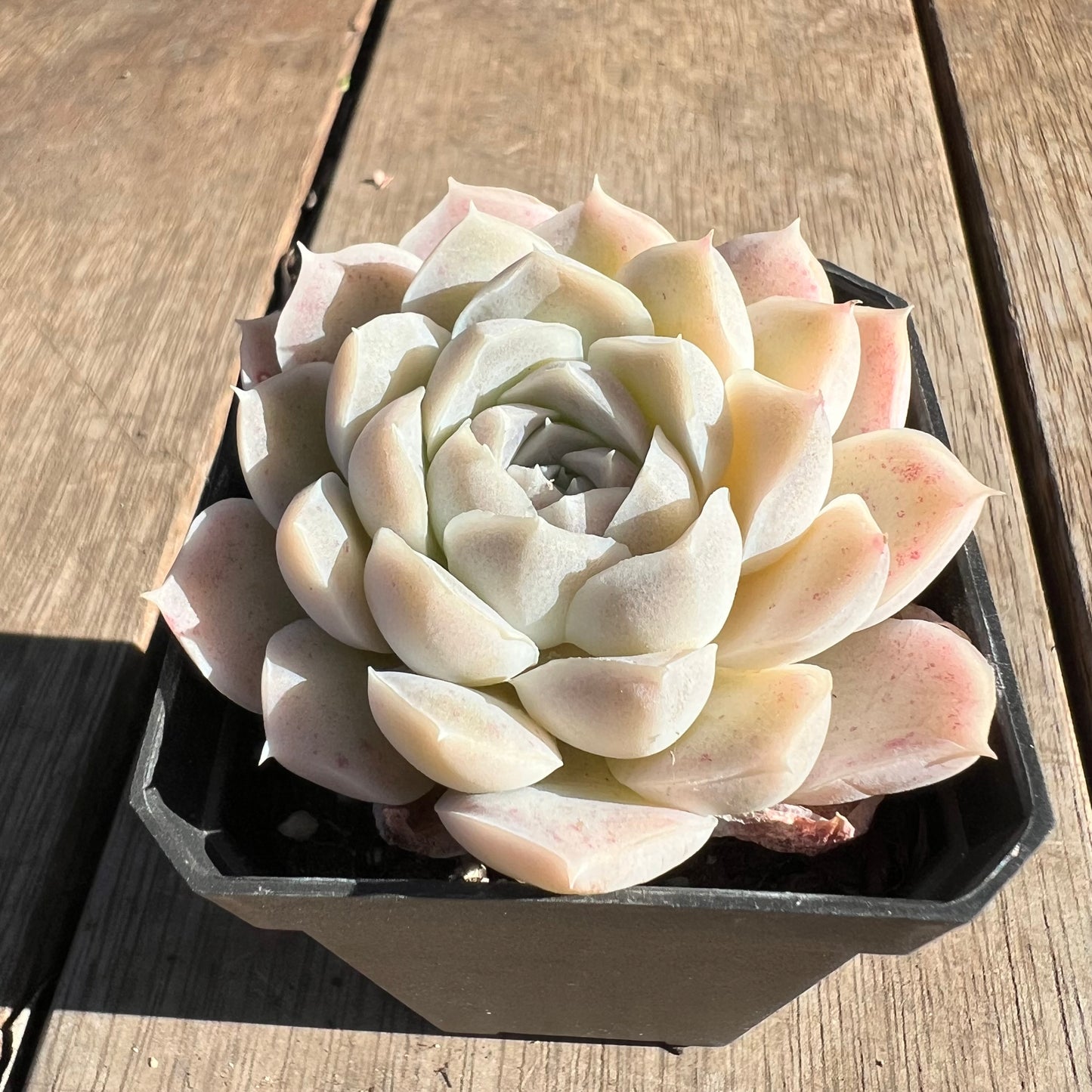 1607 Echeveria 'Mooncake'