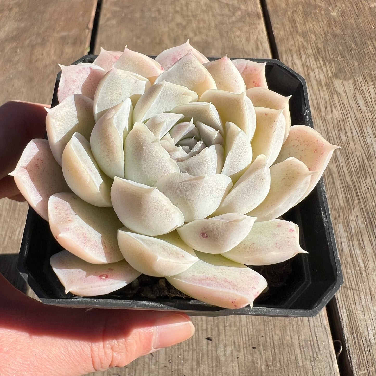 1607 Echeveria 'Mooncake'