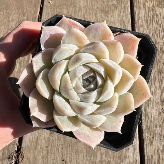 1607 Echeveria 'Mooncake'