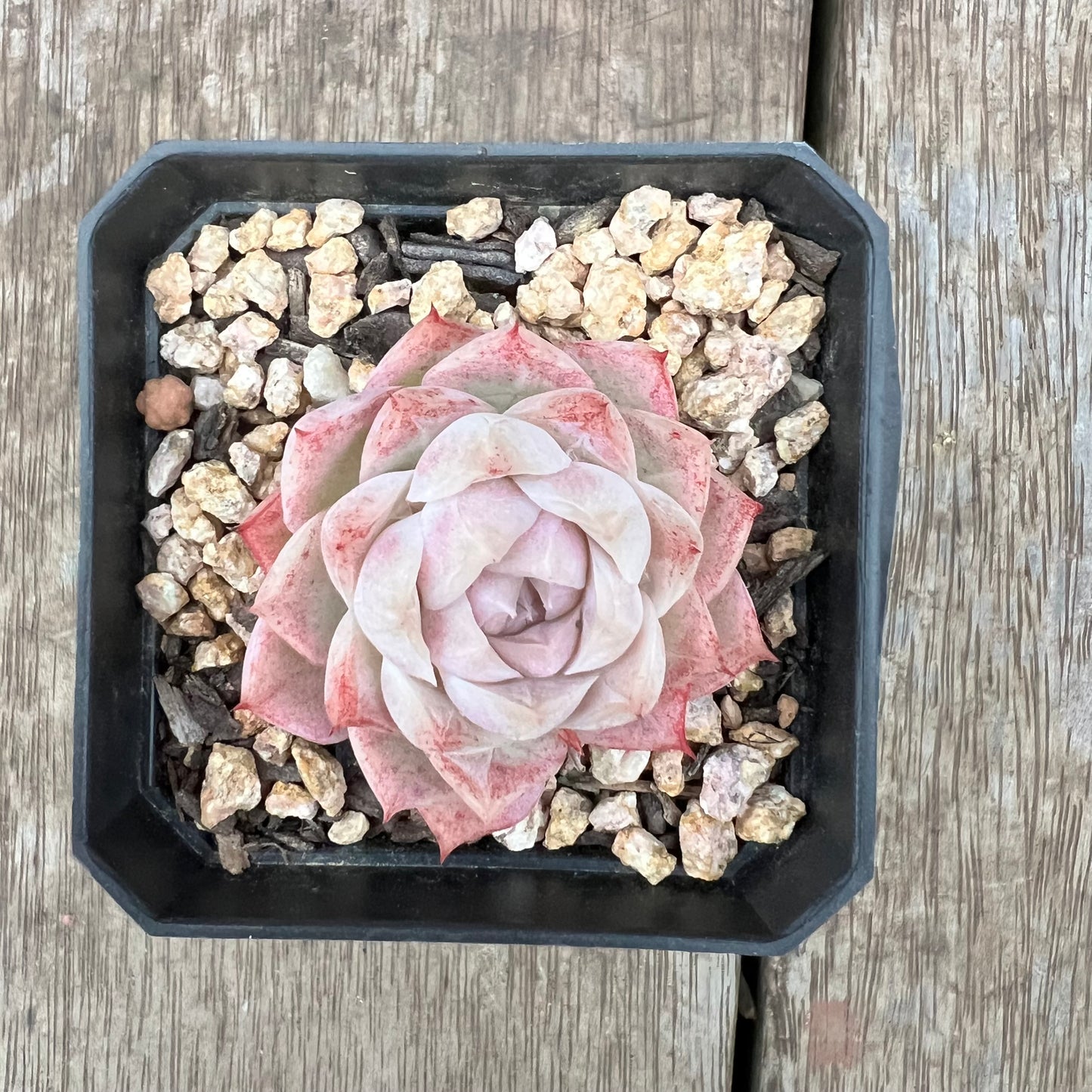 1607 Echeveria 'Peach Queen'