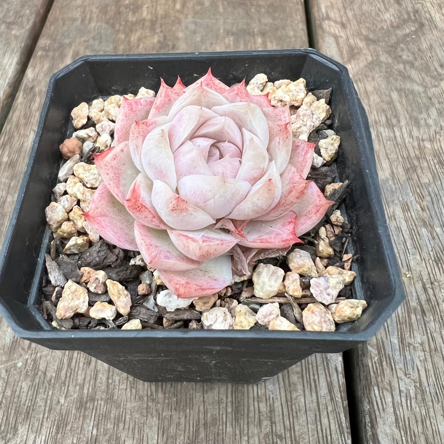 1607 Echeveria 'Peach Queen'