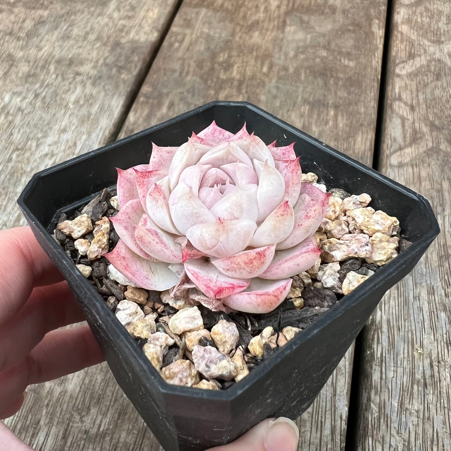 1607 Echeveria 'Peach Queen'