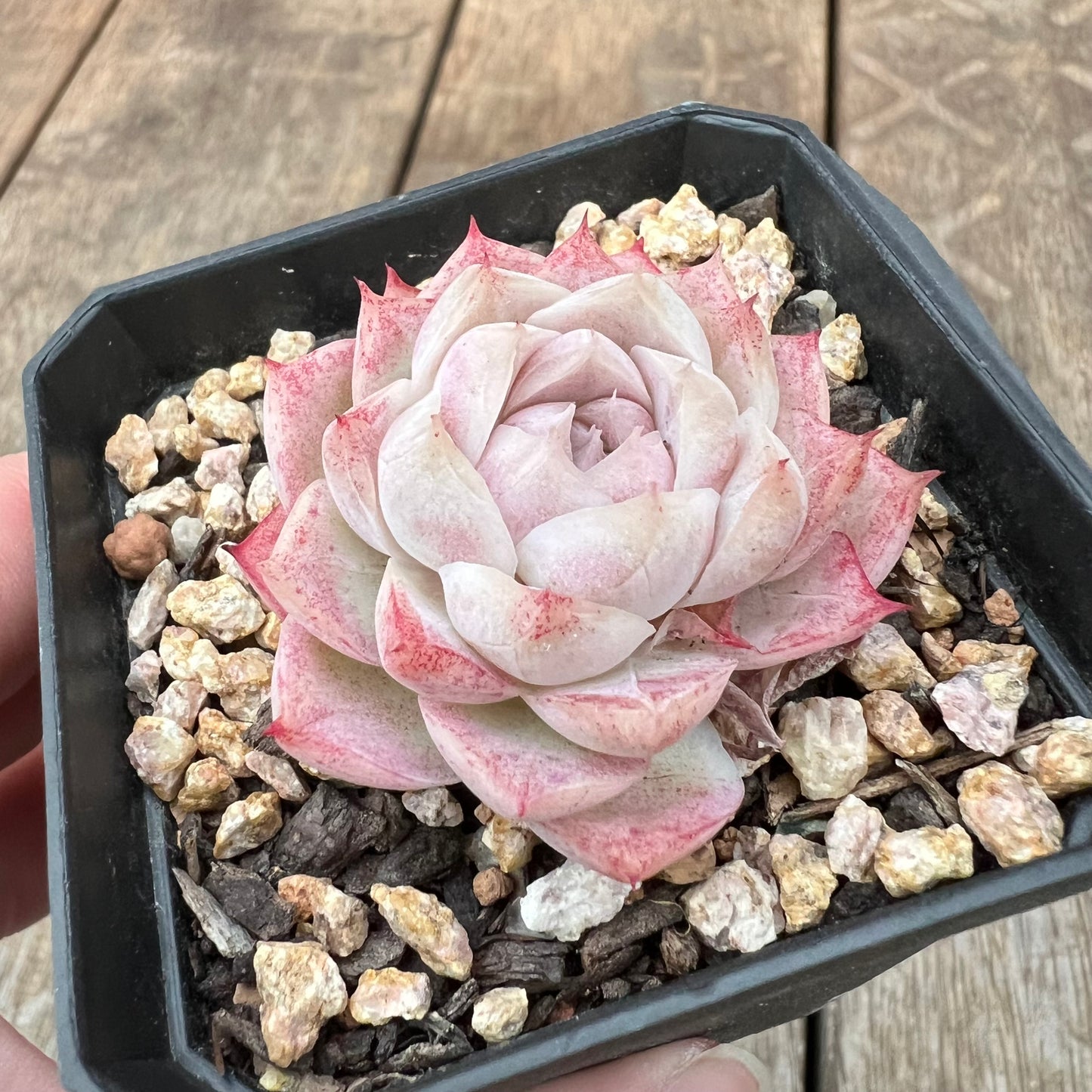 1607 Echeveria 'Peach Queen'