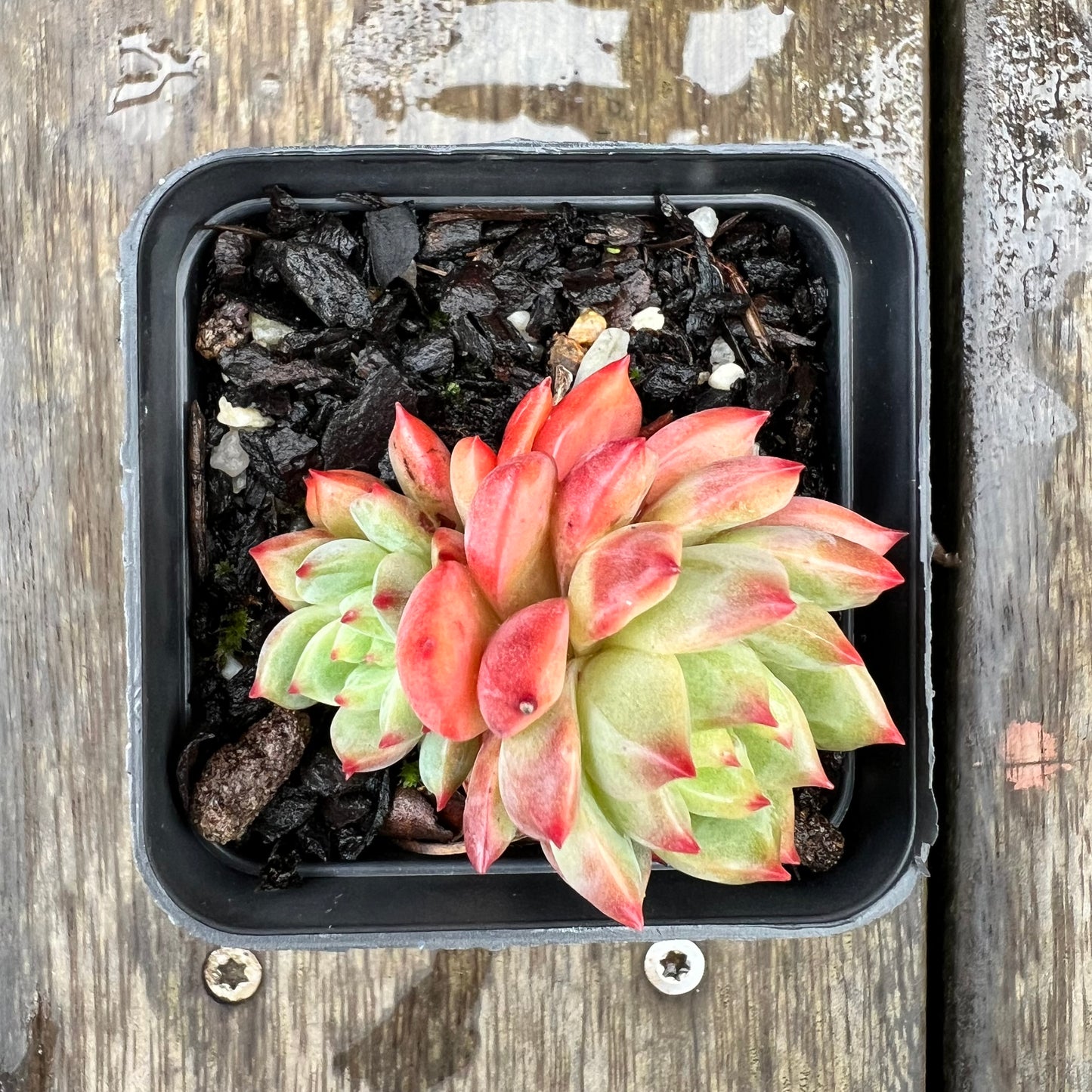 1607 Echeveria 'Scarletta' (double)