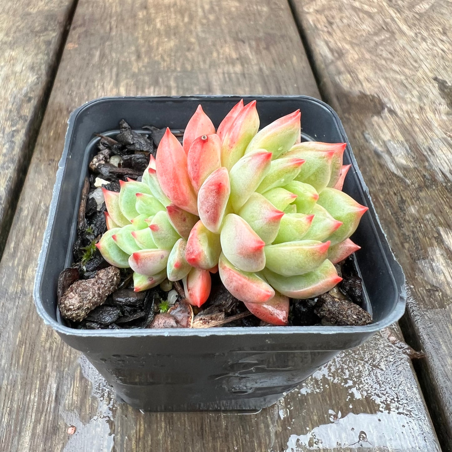 1607 Echeveria 'Scarletta' (double)