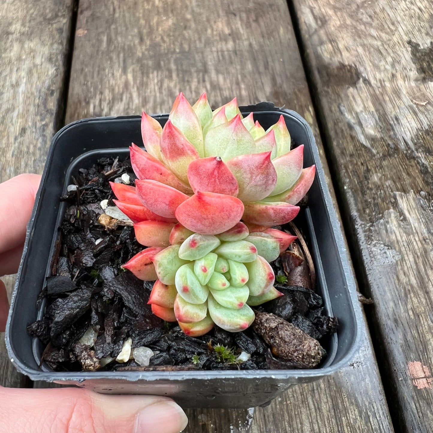 1607 Echeveria 'Scarletta' (double)