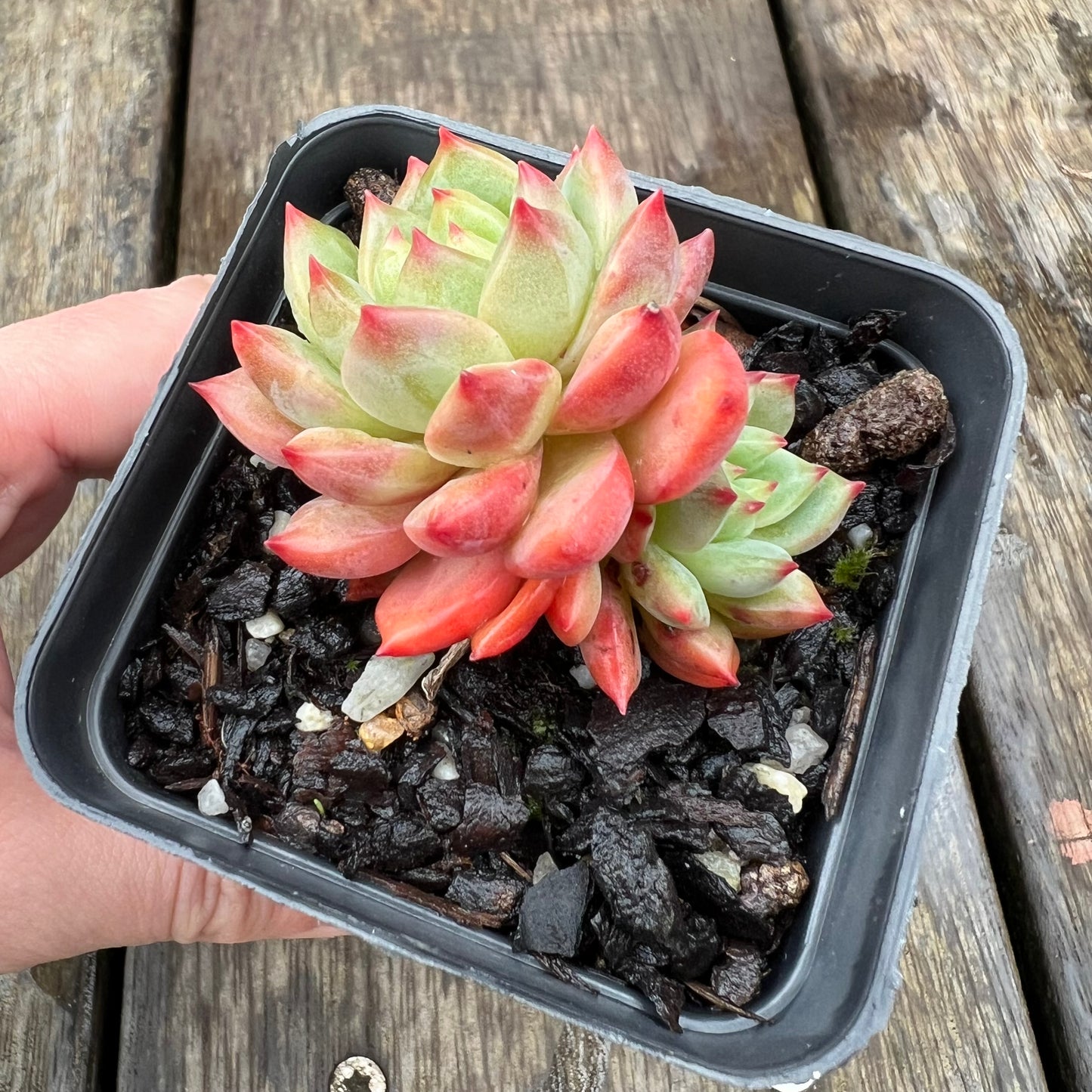 1607 Echeveria 'Scarletta' (double)