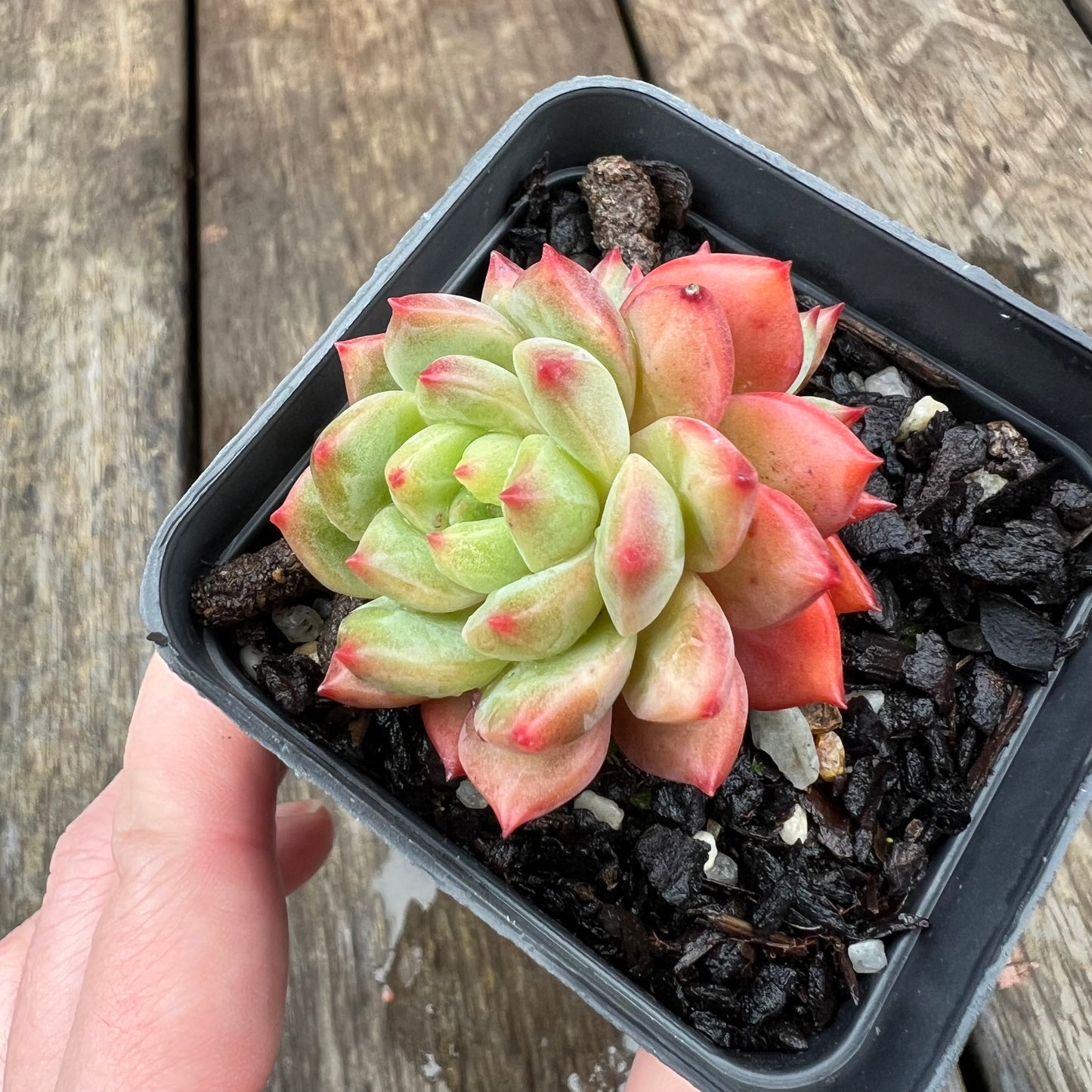 1607 Echeveria 'Scarletta' (double)