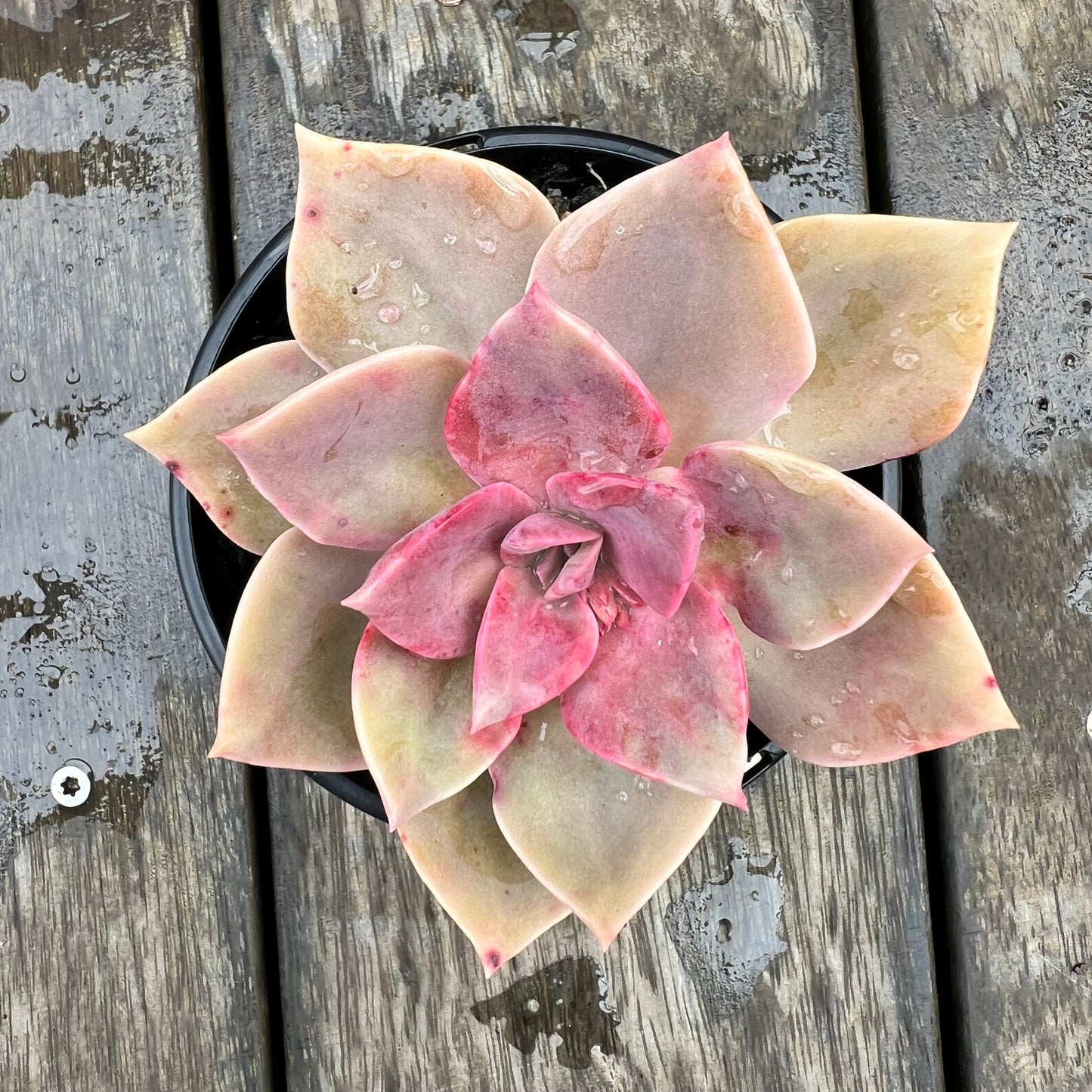 1607 Graptoveria Huth's Pink