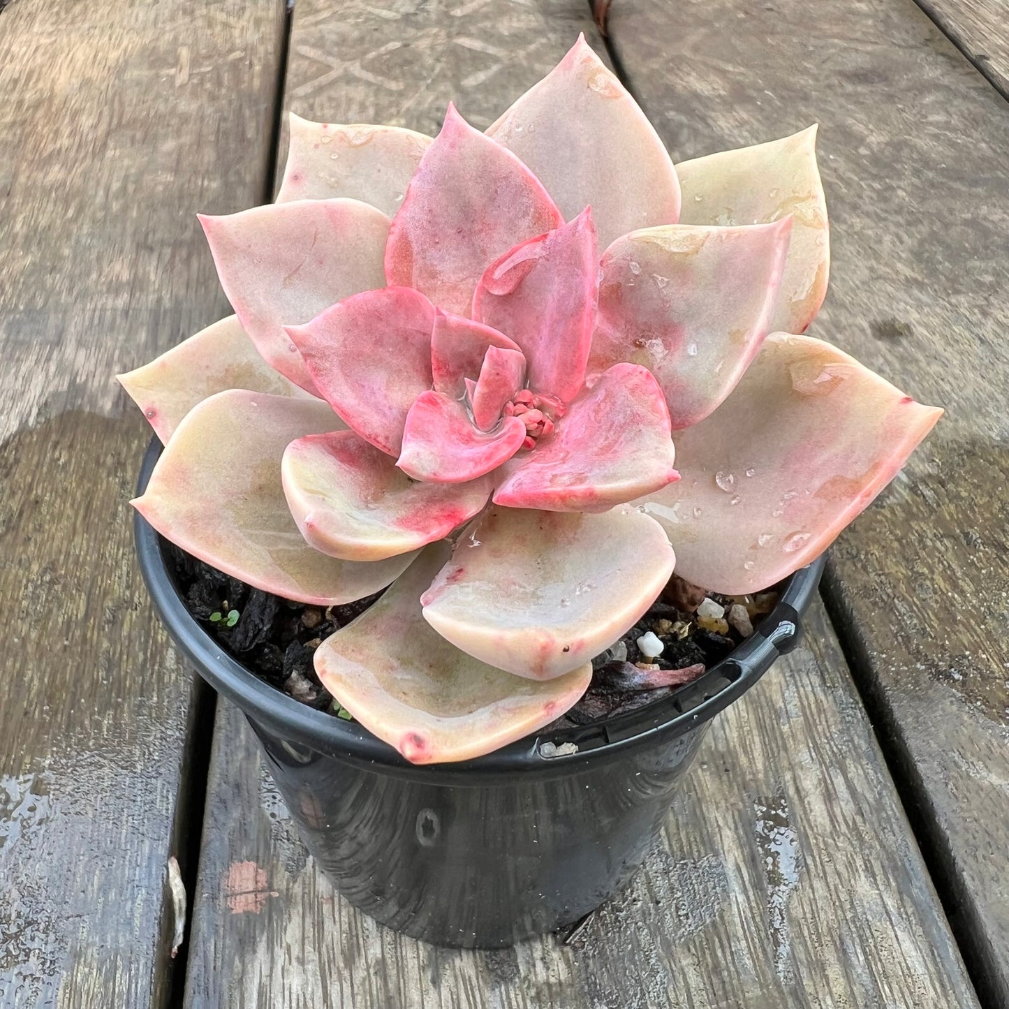 1607 Graptoveria Huth's Pink