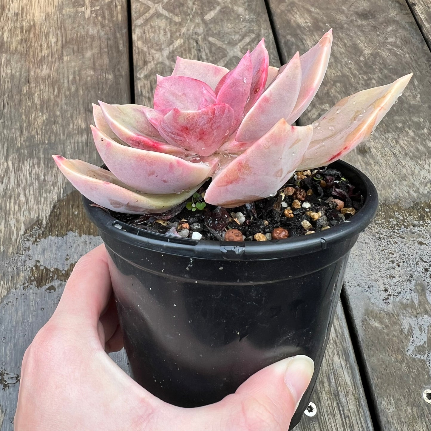 1607 Graptoveria Huth's Pink