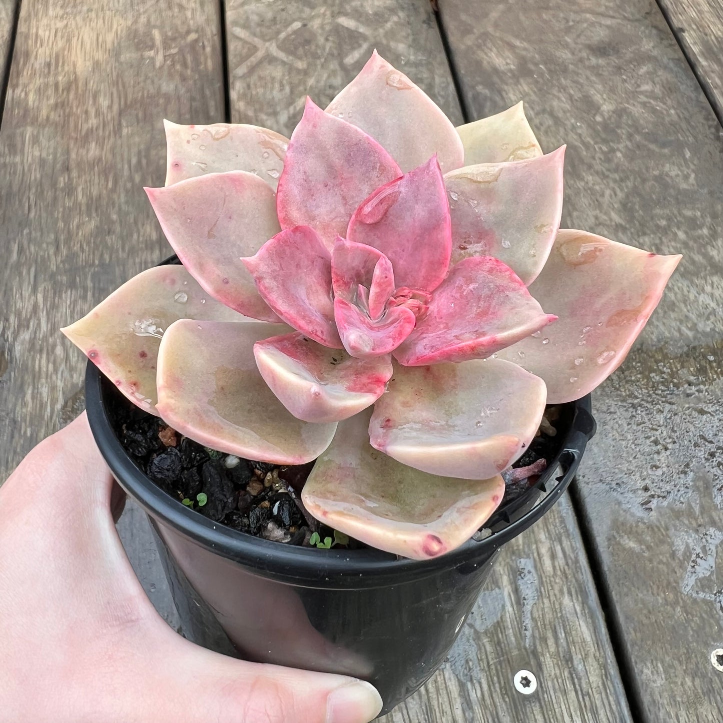 1607 Graptoveria Huth's Pink