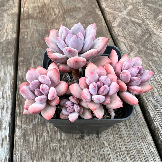 1607 Pachyveria Virgo (multi)