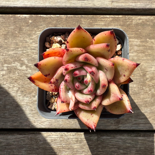 1609 Echeveria Romeo x Ebony