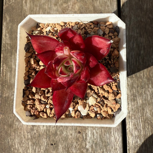 1609 Echeveria Cayenne