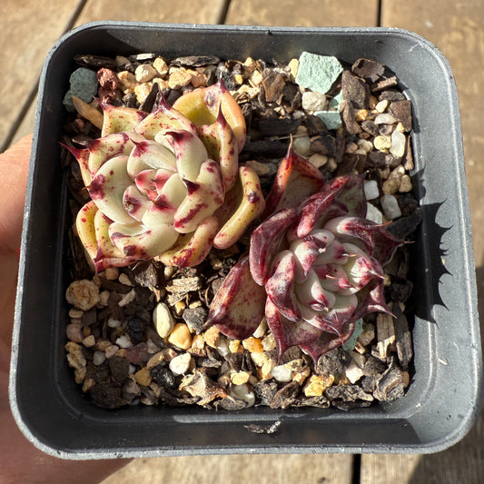 1609 Echeveria Morticia