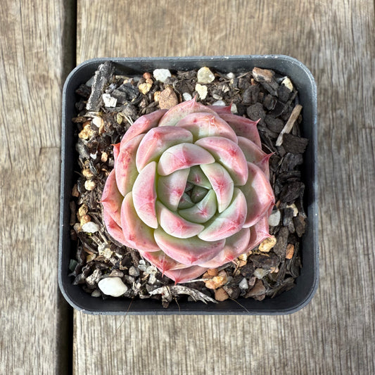 1609 Echeveria Pink Essence