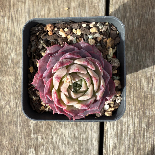 1609 Echeveria Saralina