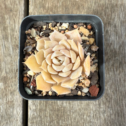 1609 Echeveria 'Butter Rose'