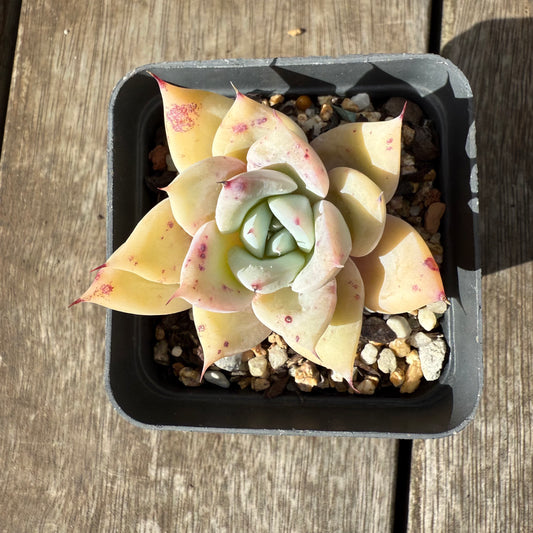 1609 Echeveria 'Olaf'