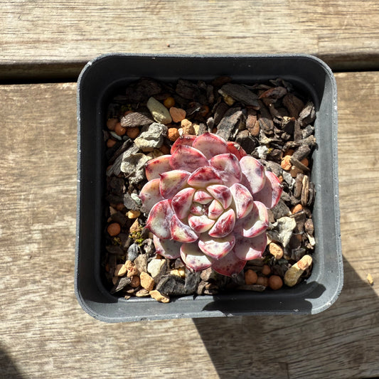1609 Echeveria 'Yuki-hime'