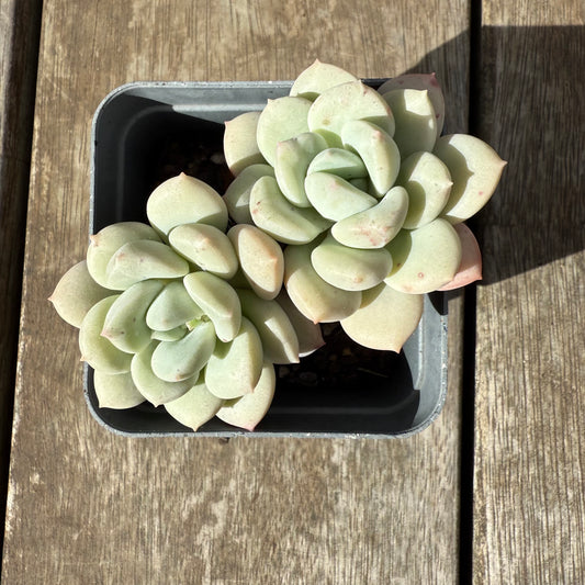 1609 Graptoveria White Horse
