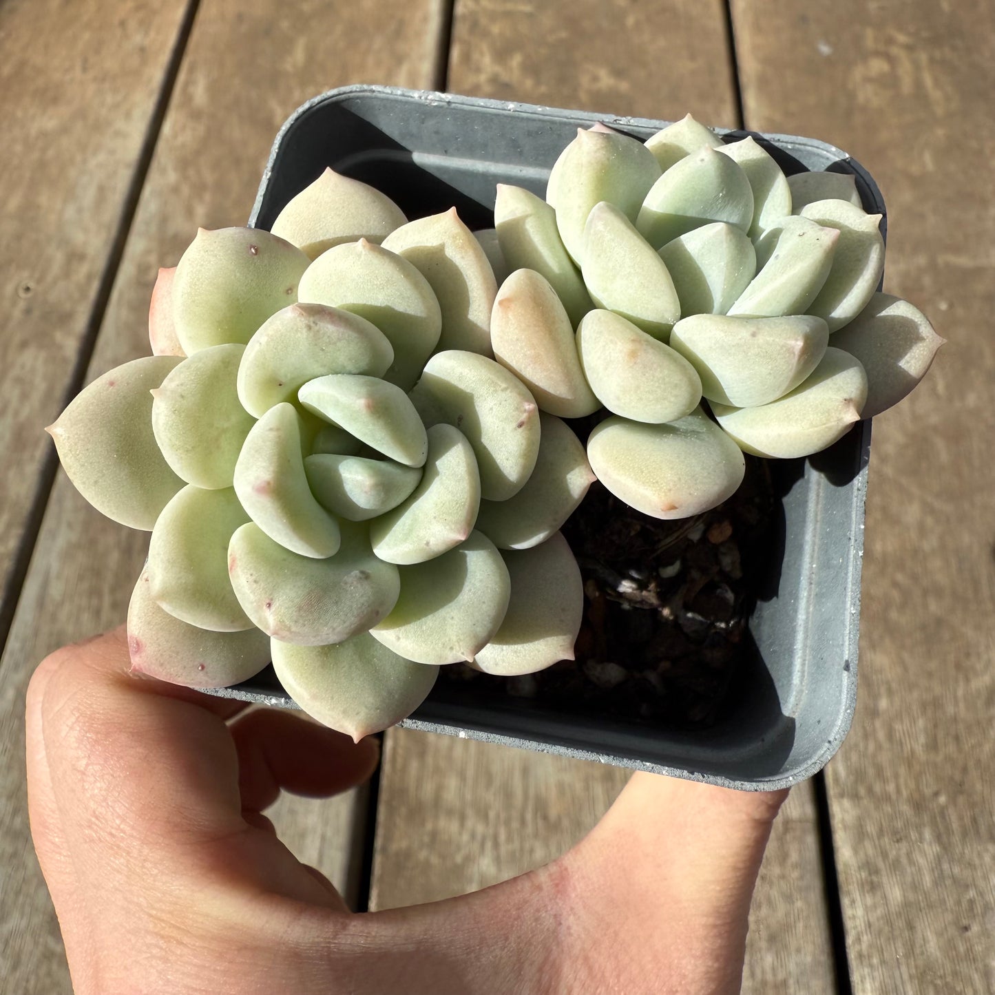 1609 白马