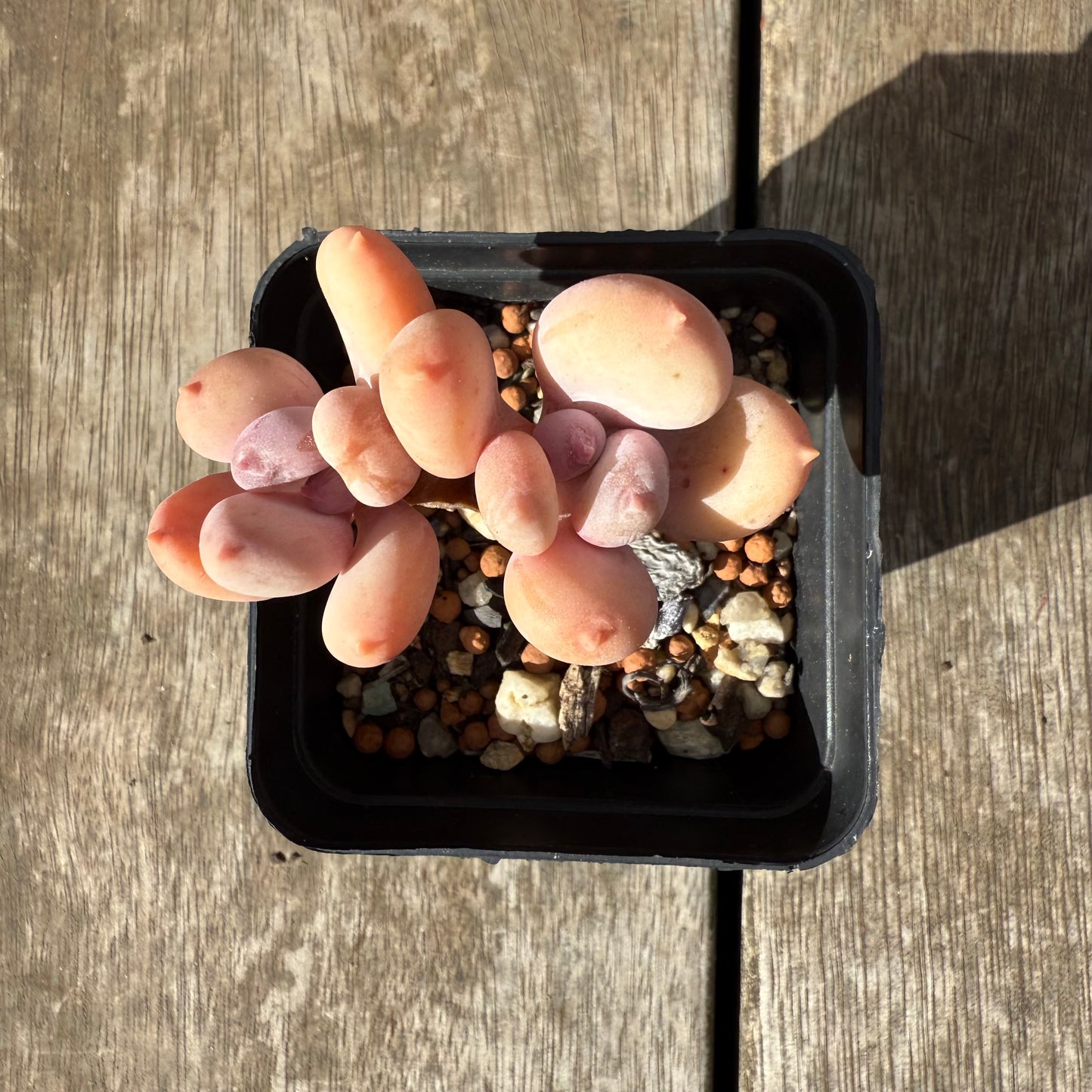 1609 Pachyphytum Apple / Pink Tips