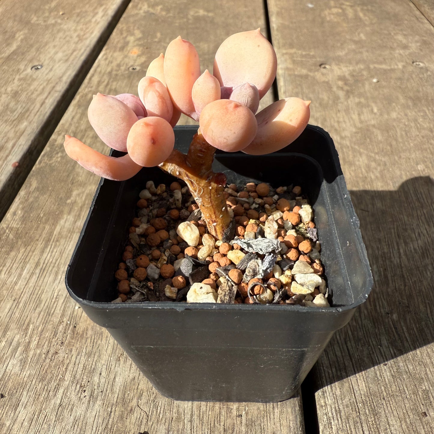 1609 Pachyphytum Apple / Pink Tips