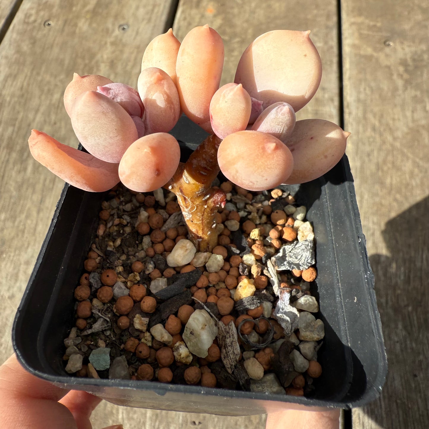 1609 Pachyphytum Apple / Pink Tips