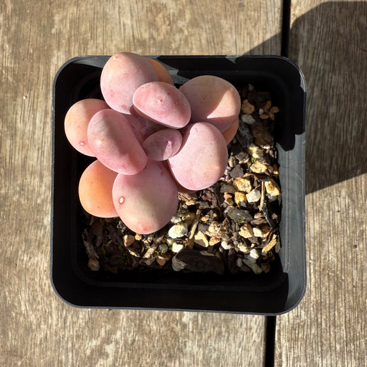 1609 Pachyphytum Orange Snowball