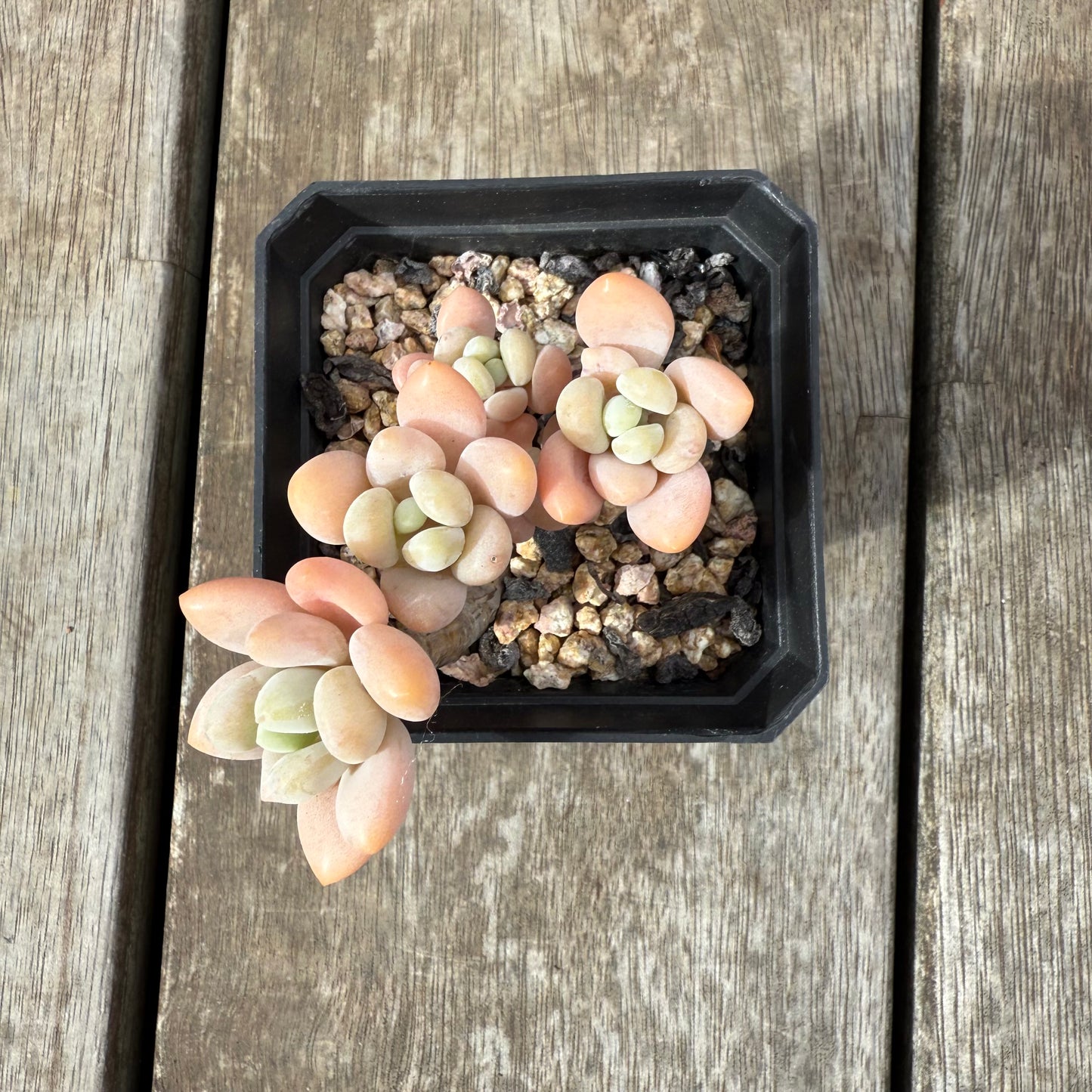 1609 Sedum Clavatum R. T. Clausen x Lavender Pebbles