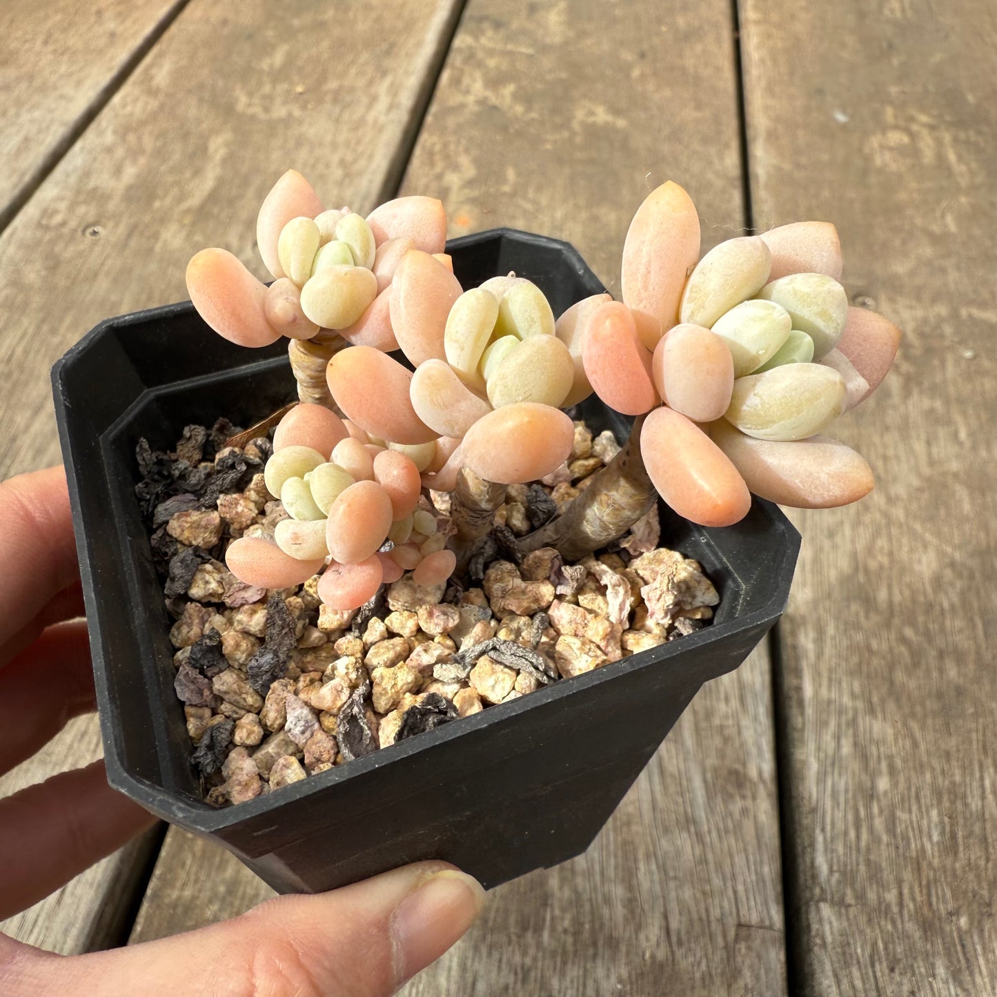 1609 Sedum Clavatum R. T. Clausen x Lavender Pebbles