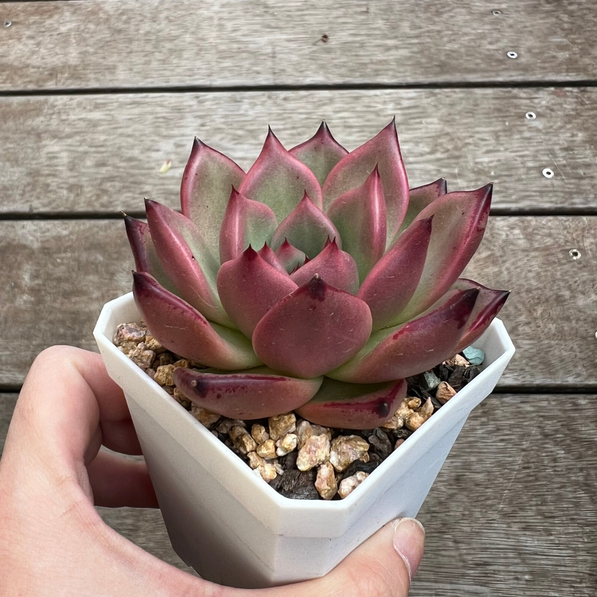 honey pink succulent 1702 Echeveria Agavoides Honey Pink