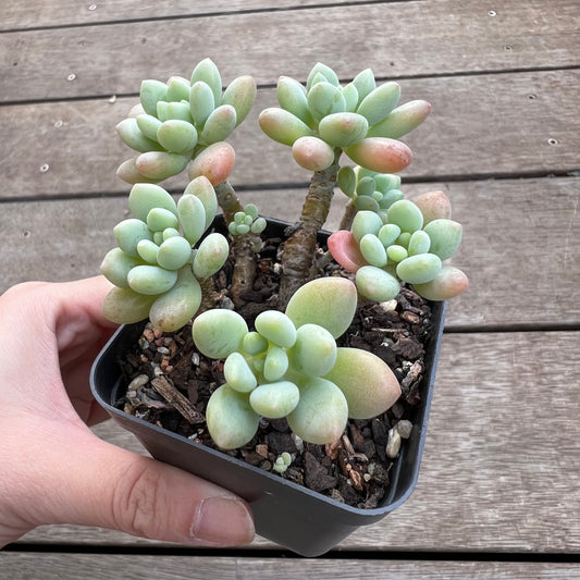 1702 Pachyveria Rococo