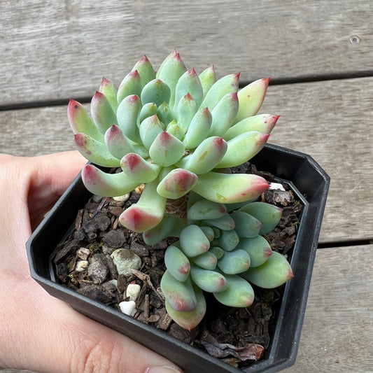 1702 Sedeveria Blue Elf